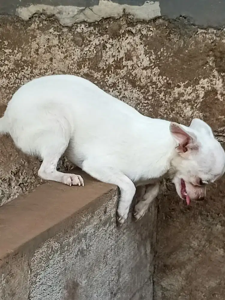 Anjing cihuahua