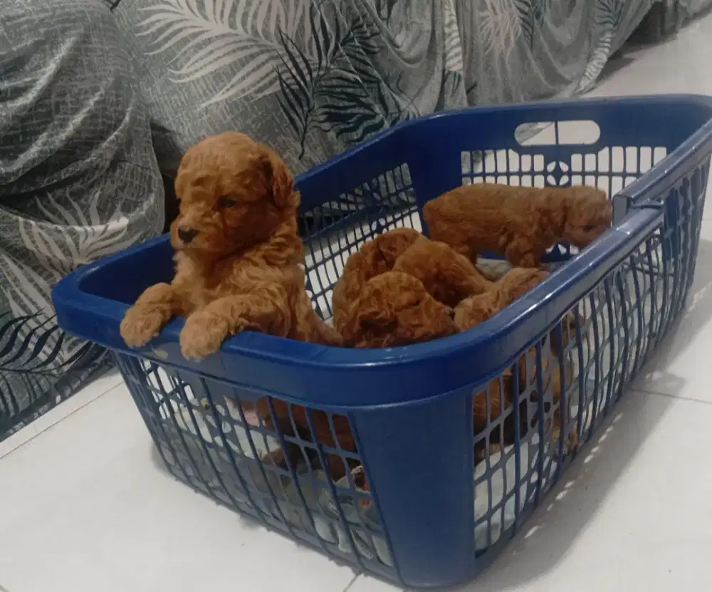 Puppy poodle asli ras bagus berkualitas 2 betina 1 jantan borongan