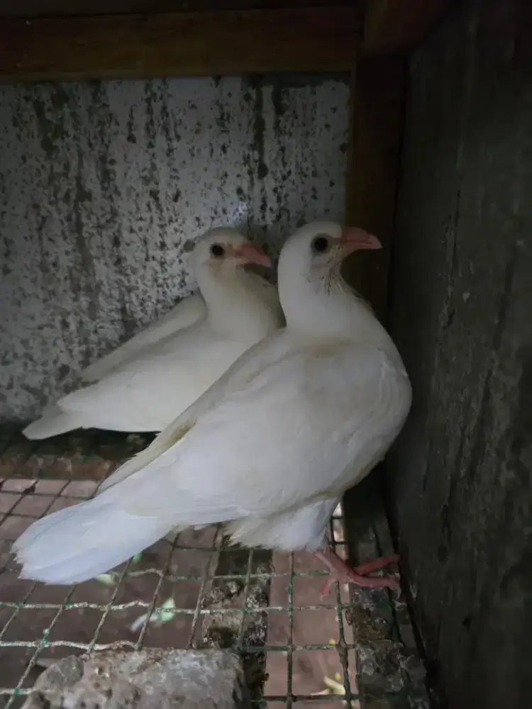 Merpati pos gbh
