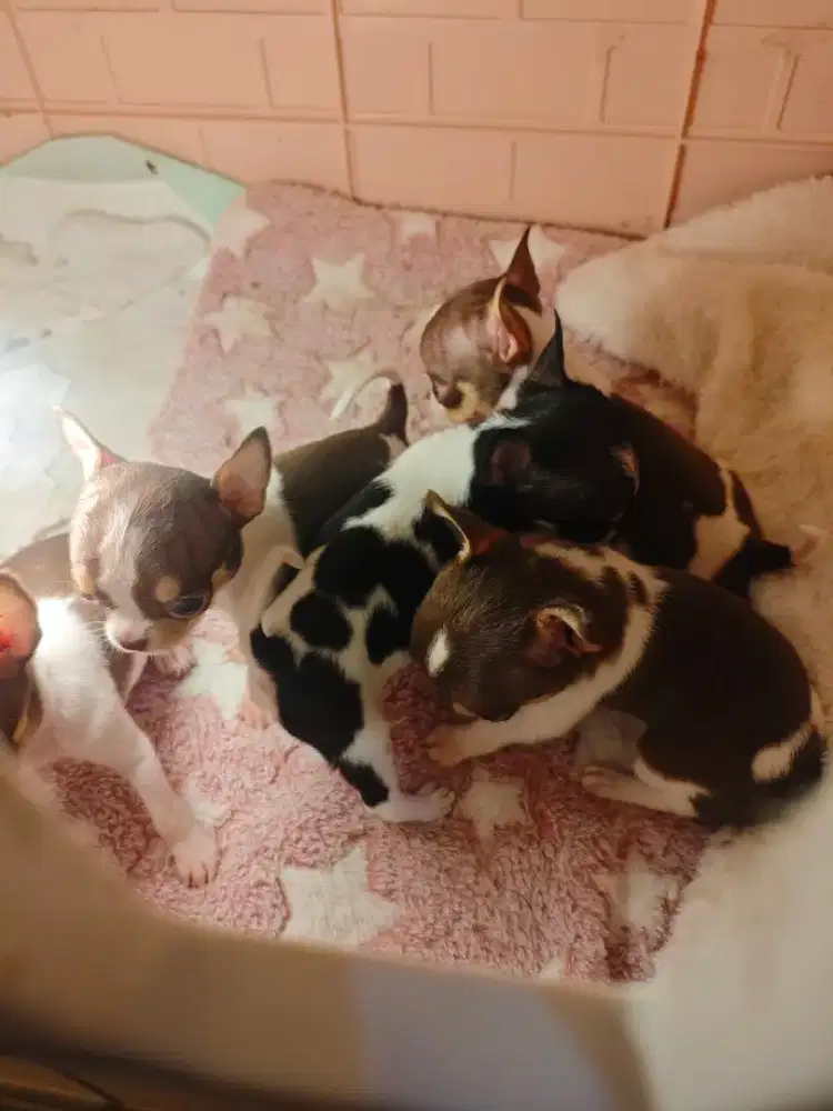 Anakan anjing Chihuahua