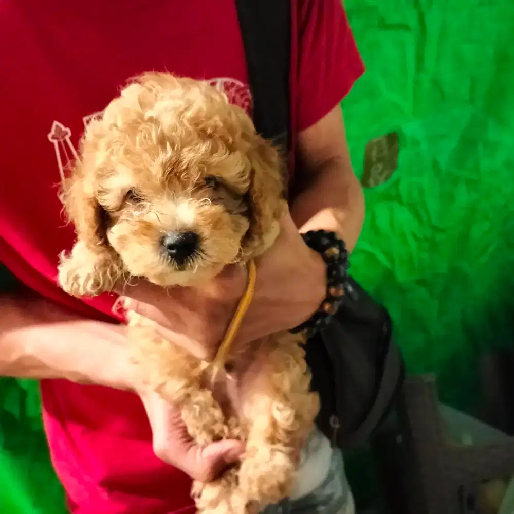 Puppy pudel jantan dan betina