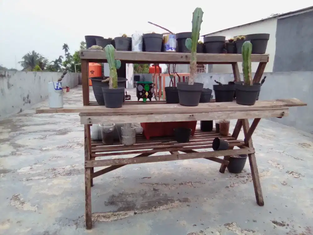 Kaktus myrtillo dari dataran andes