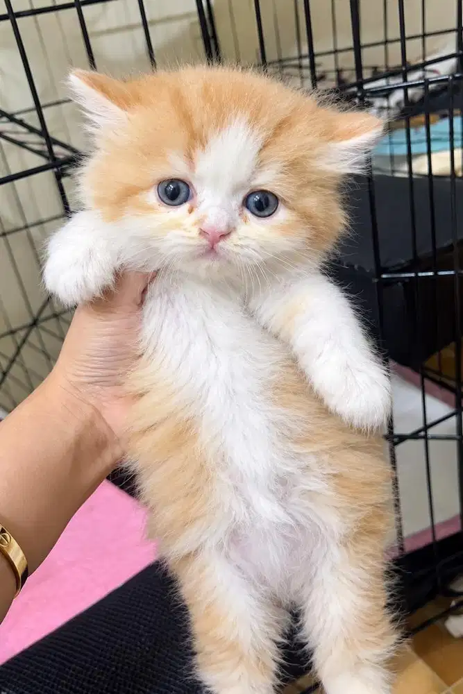 Platnose longhair bulu kapas
