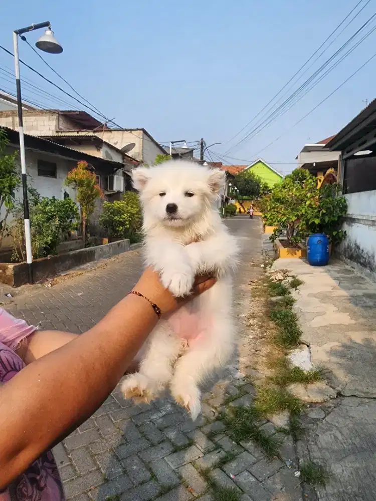 Anjing samoyed puppy samoyed