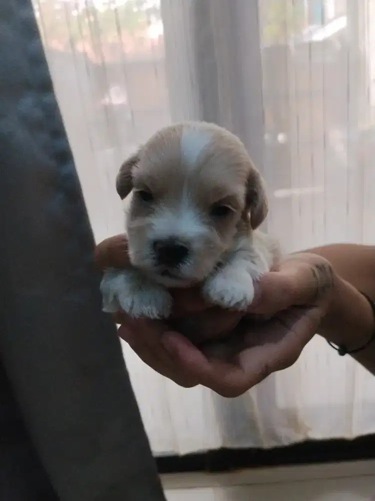 anak anjing poodle garansi 100% pure