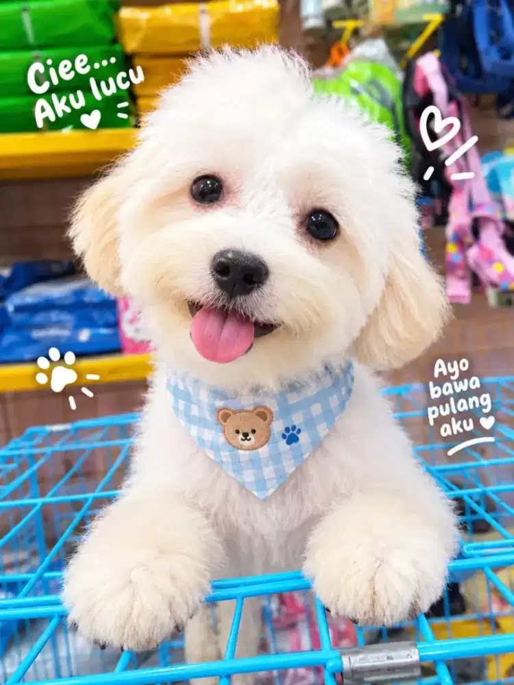 Doggy puppy poodle