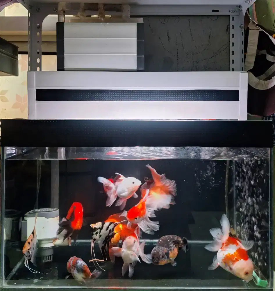 AQUARIUM FULLSET ukuran 50x25x30 dan IKAN GOLDFISH