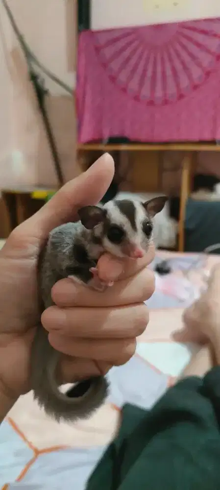 Sugar glider harga bersahabat