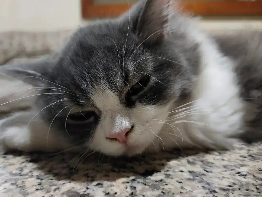 Baby cute kittens super lucu