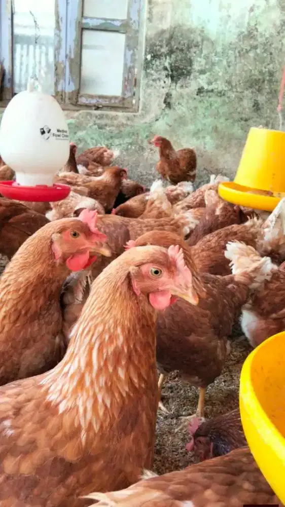 Ayam Petelur Usia 20 minggu