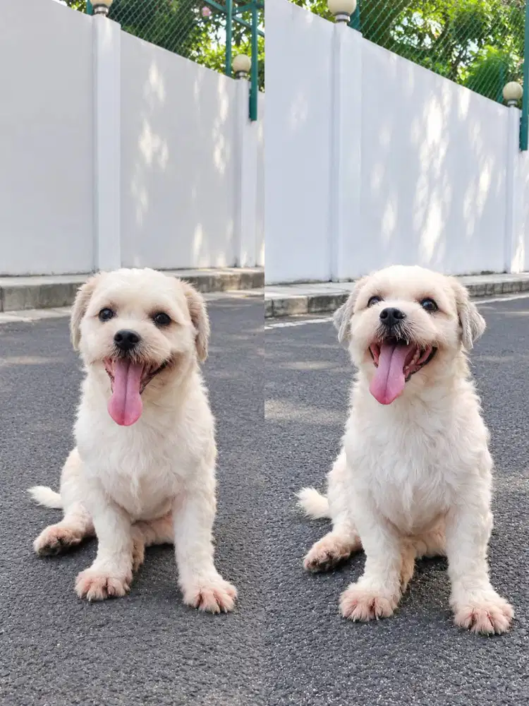 Jual Shitzu Jantan