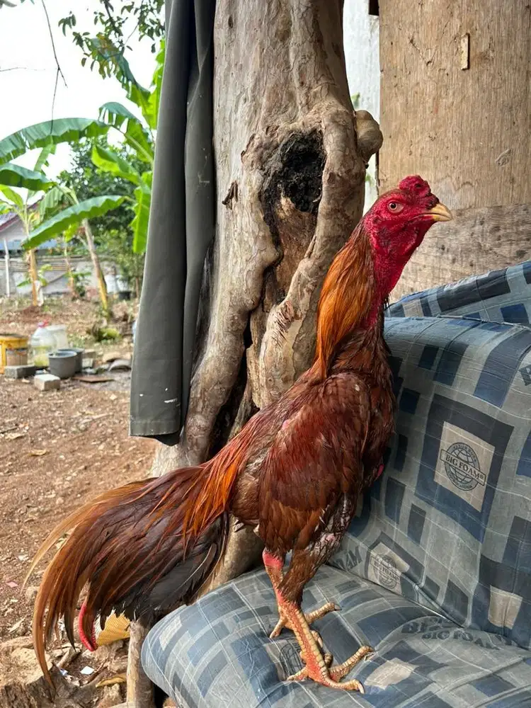 Ayam bangkok x mangon