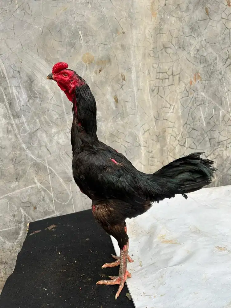Ayam bangkok x mangon bulbi
