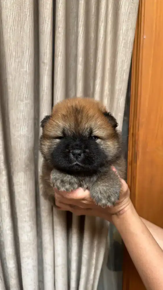 Chow chow ,dob 05 sept 2026,female