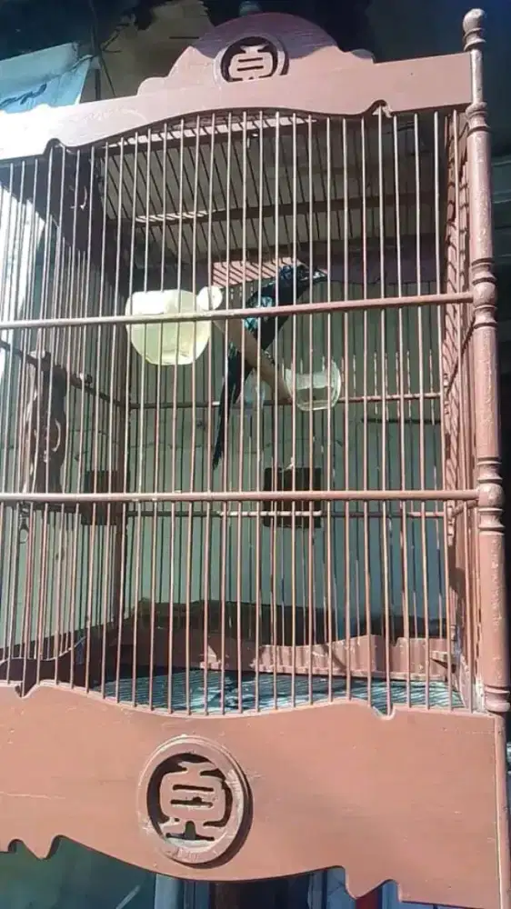 srigunting krantil jantan