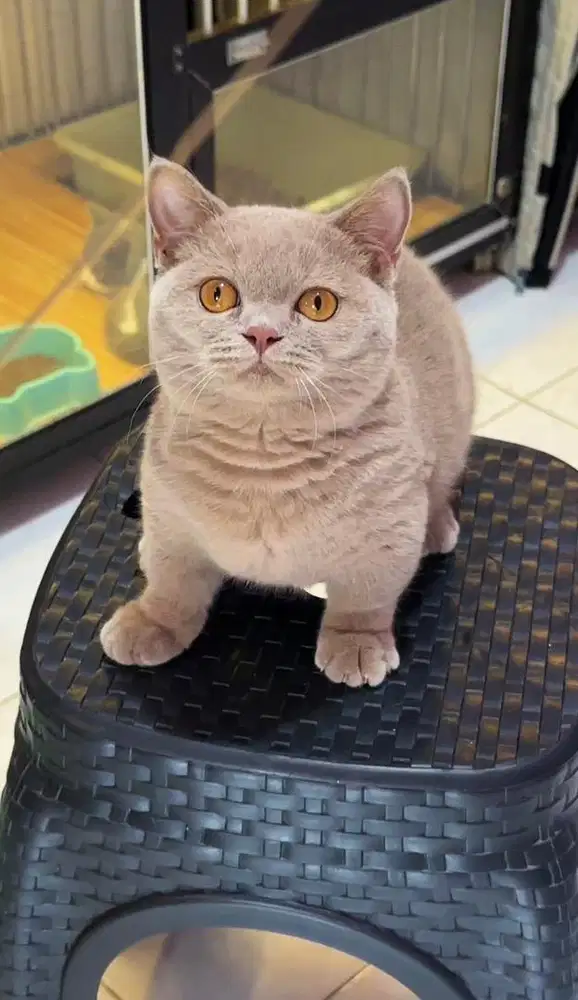 Kucing kitten munchkin bsh lilac female