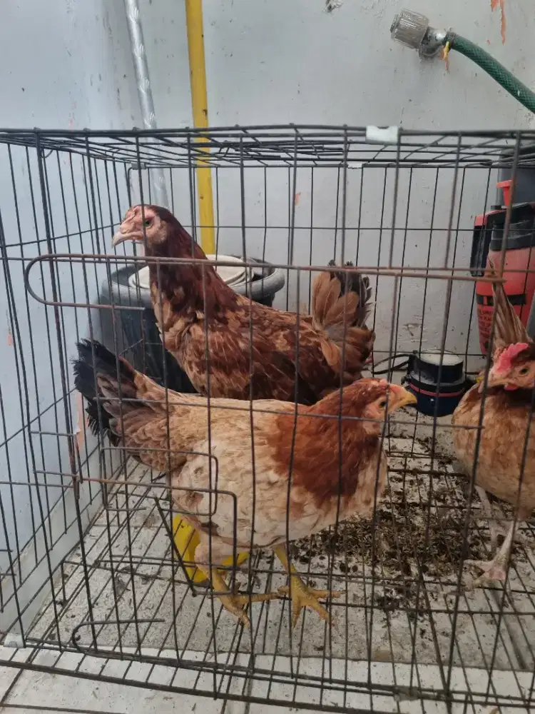 Ayam Elba Petelur Betina