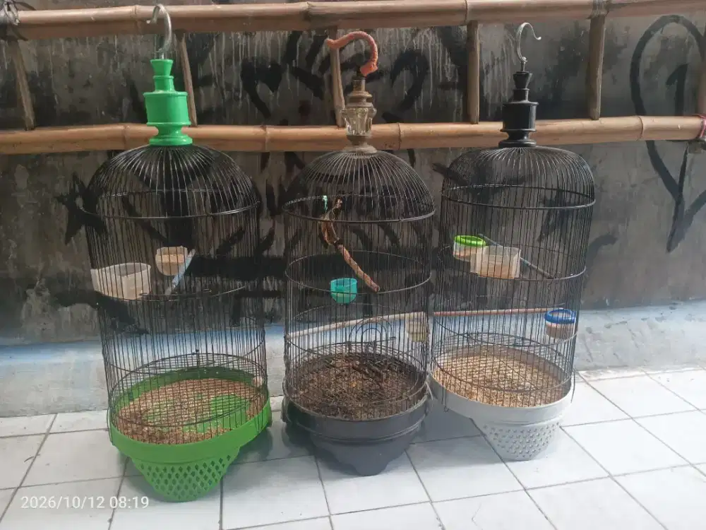 Sangkar lb kondisi ok