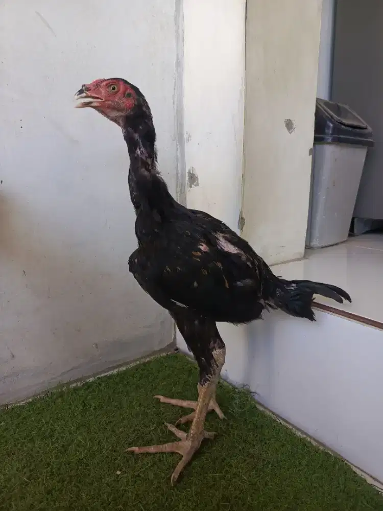 anakan koytrat 4 ekor