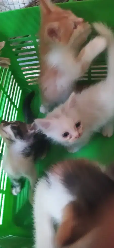Persia medium kitten