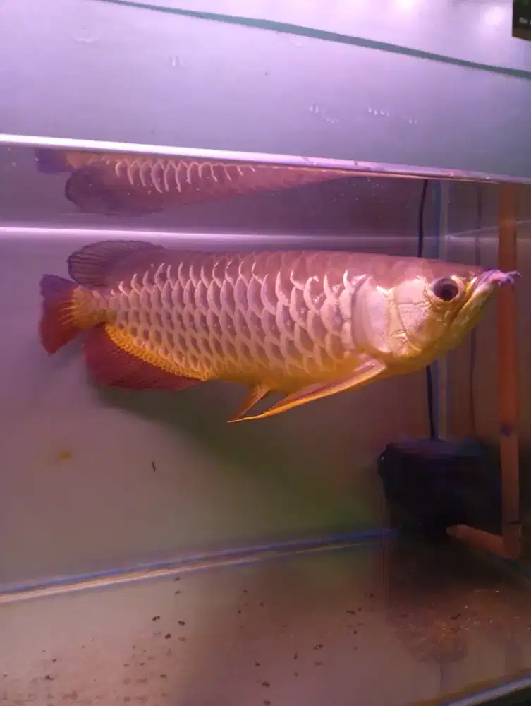 Arwana golden red