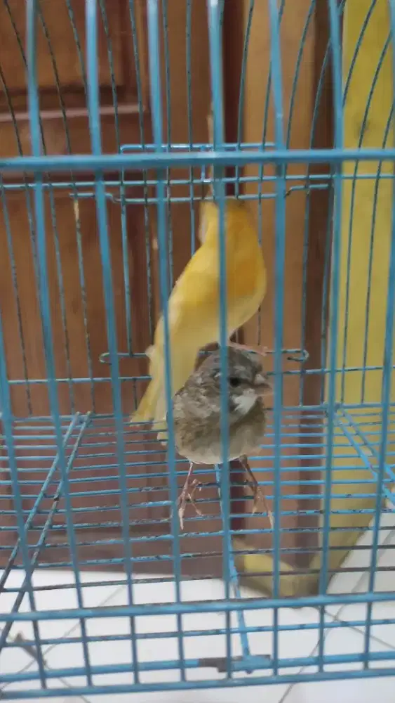 Paud kenari 2 ekor jantan