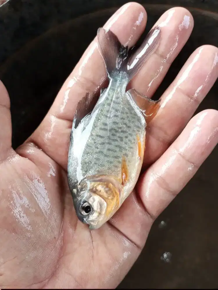 Bibit ikan bawal ukuran korek kayu, paket 500e