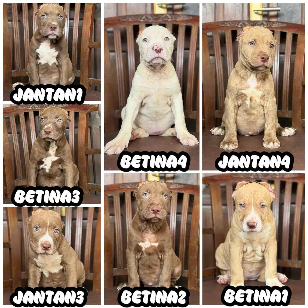 PITBULL SUPER JUMBO SIZE