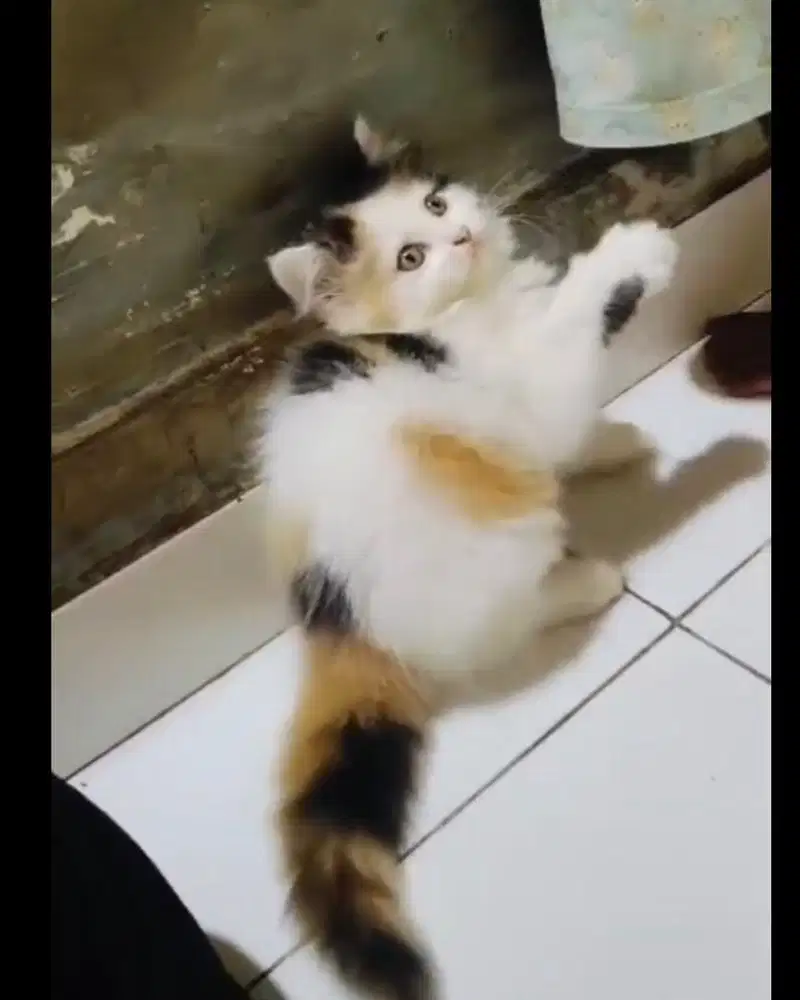 KUCING PERSIA CALICO