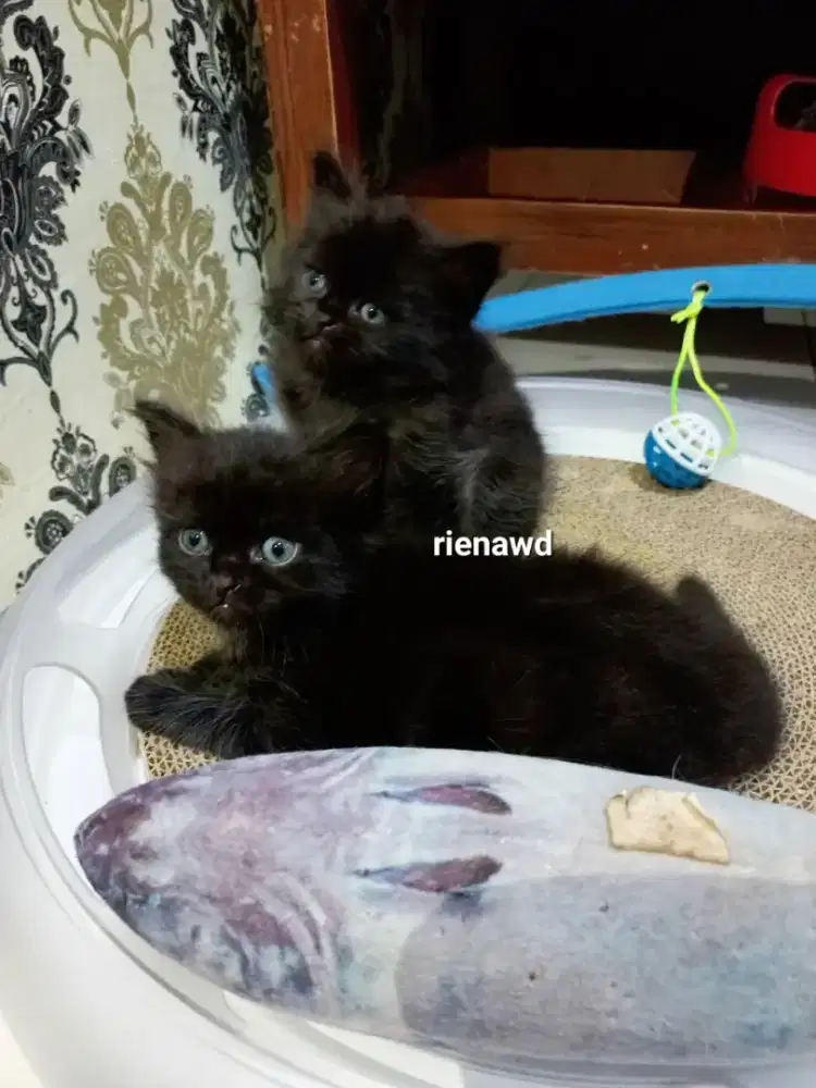 Kitten jantan dan betina, persia medium bulu kapas.