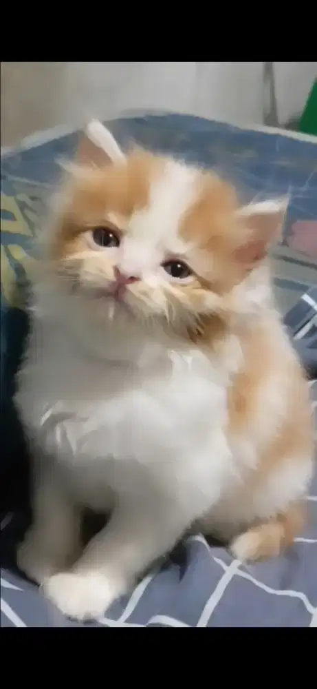 Kitten persia cari adobter yang bisa rawat