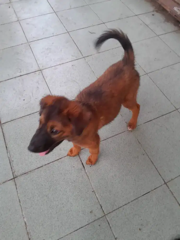 Anak anjing umur 2 bulan