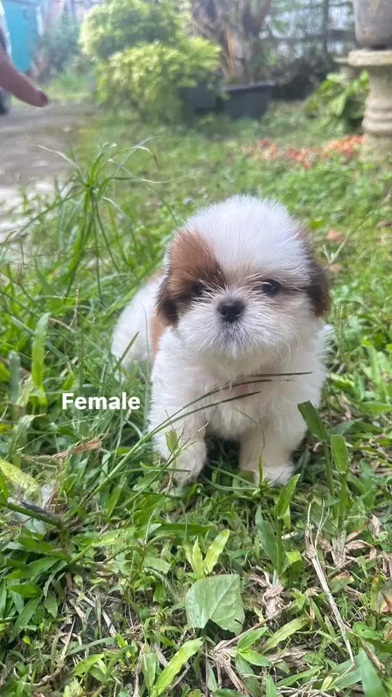 Anak anjing Shitzu