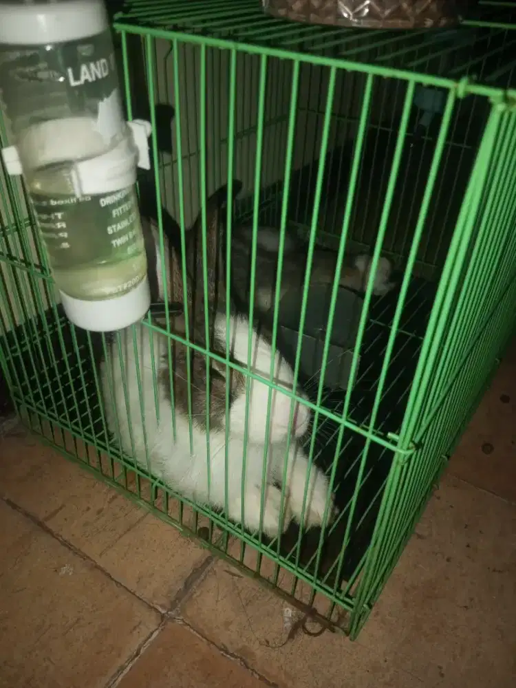 Kelinci betina fulshet kandang
