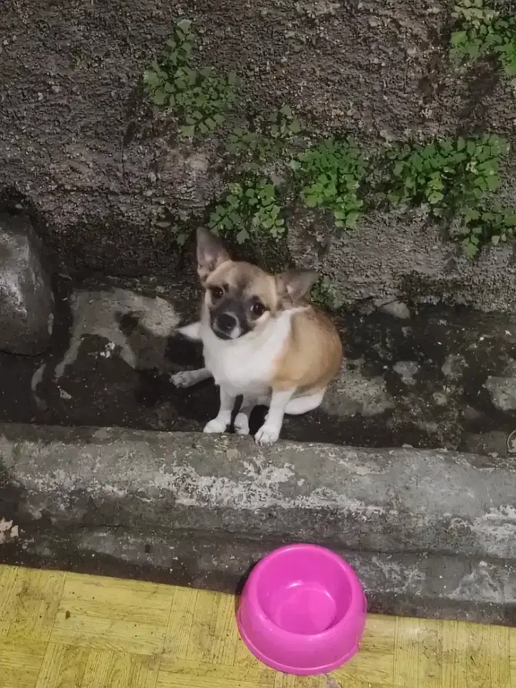 Cihuahua betina