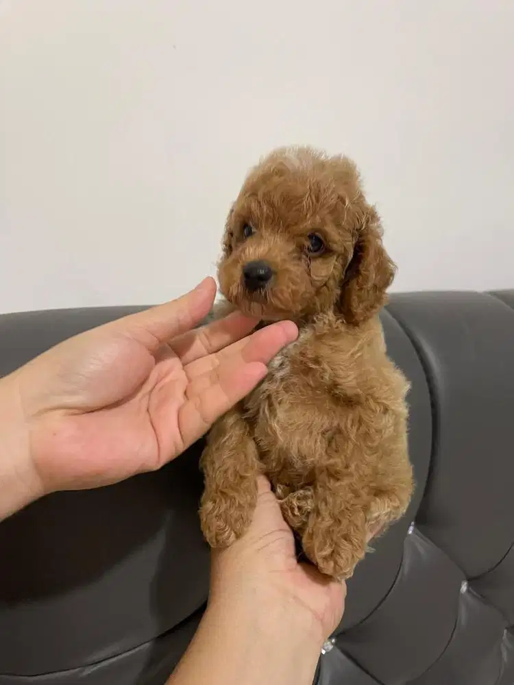 Poodle Maleeeeeee