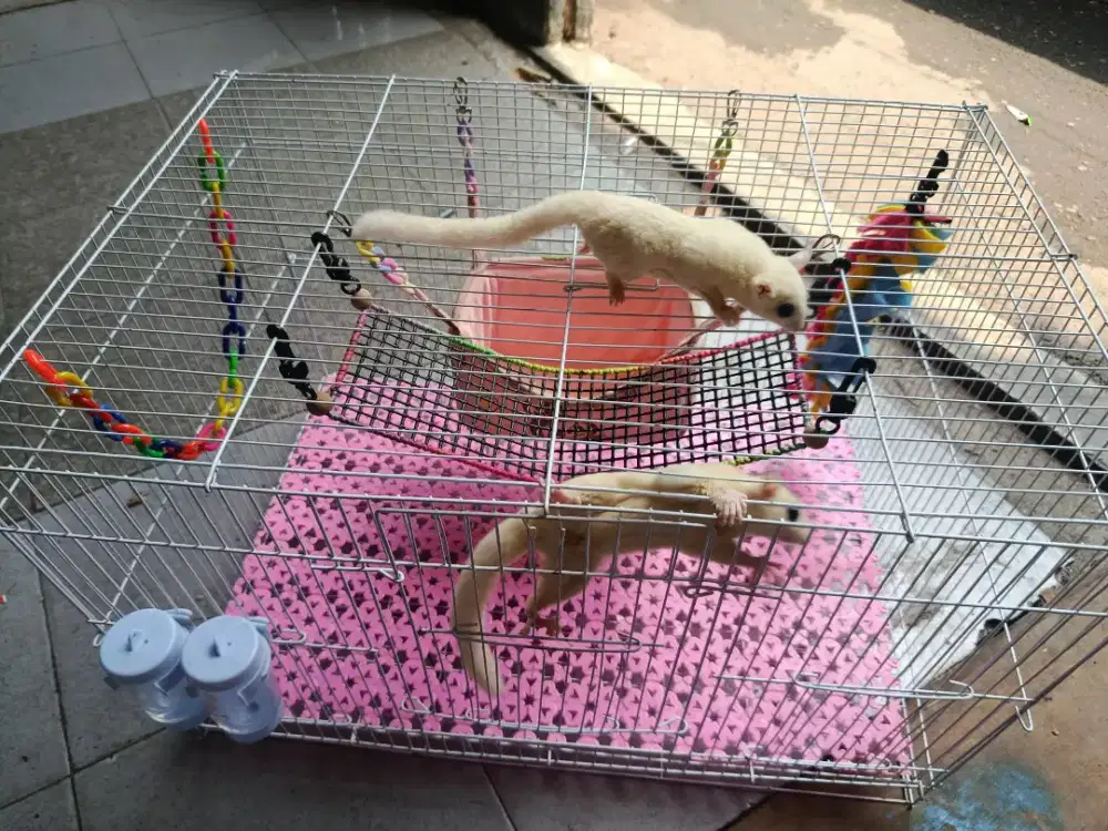 Sugar glider leucistic