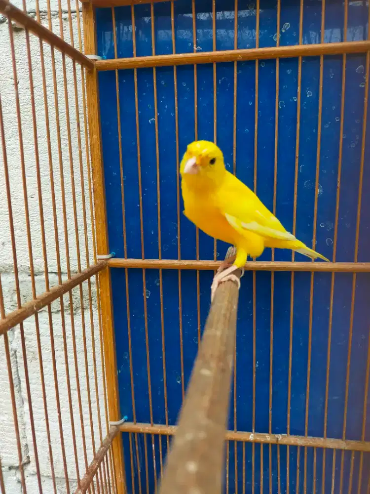 Burung kenari jantan muda 3/4 volume