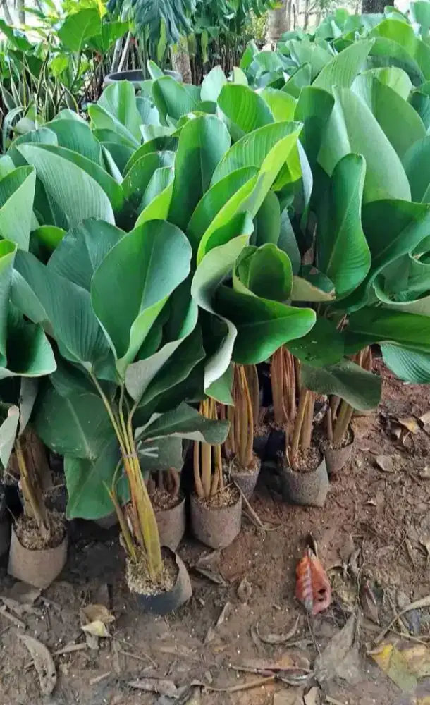 Pohon pisang pisangan (calatea)