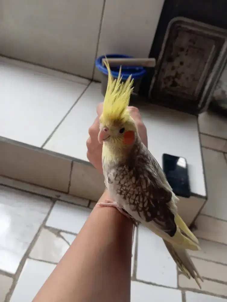 parkit Australia