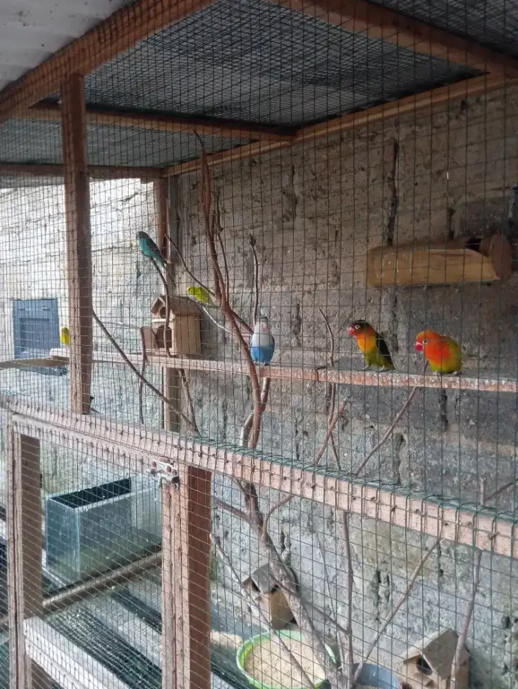 parkit, lovebird