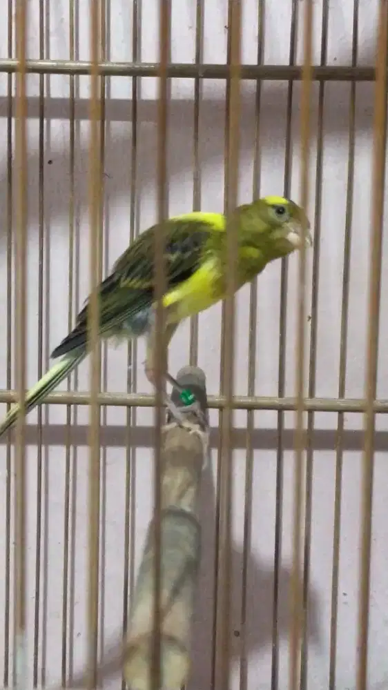Burung kenari crosbread (sfbbsf x yssf x gbsf) paud jantan