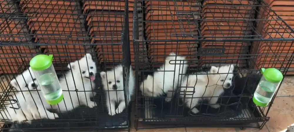 anakan minipom 5