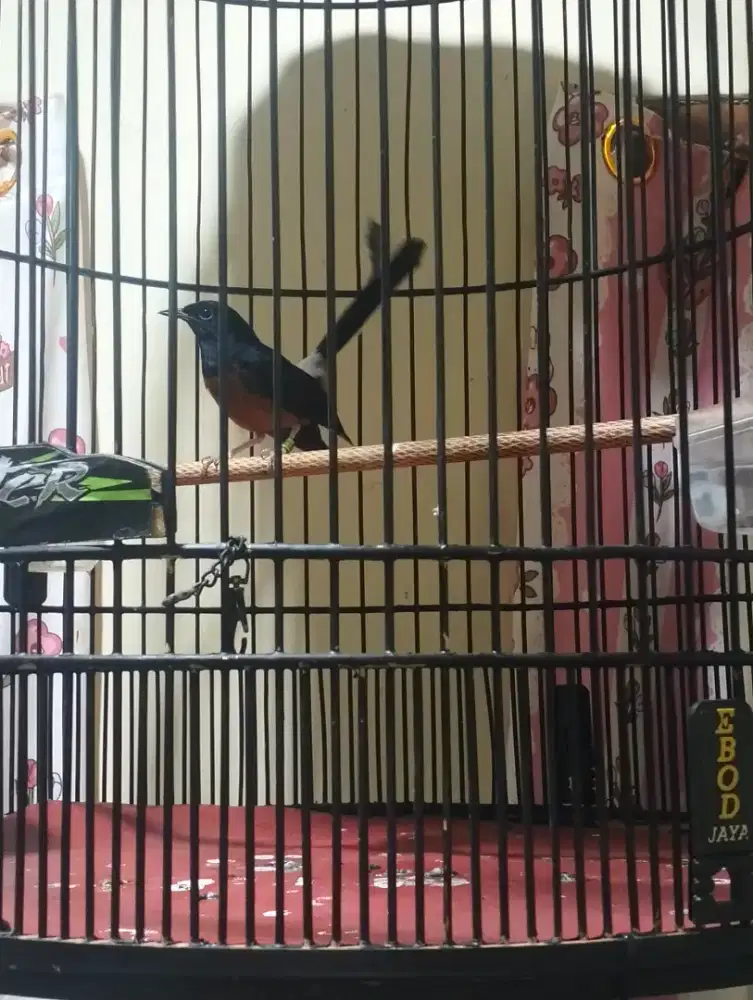 Murai seri balak