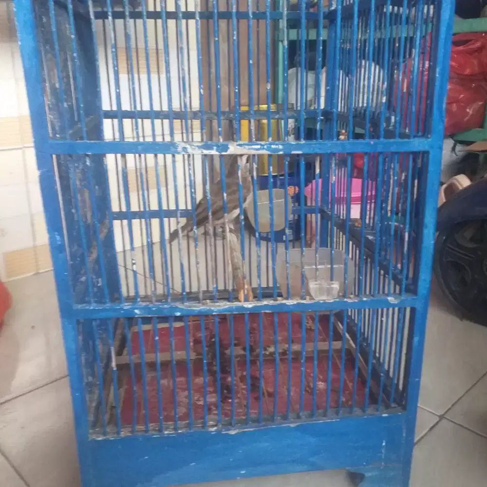 Burung trucukan fulset