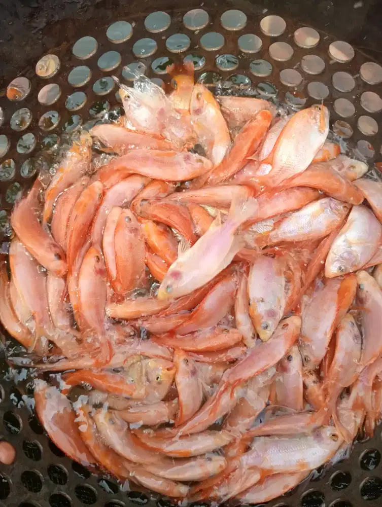 Ikan nila merah 2jari Bangkok monosek