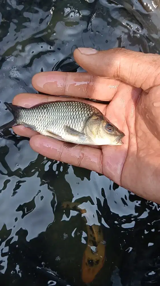 Bibit ikan mas 2jari