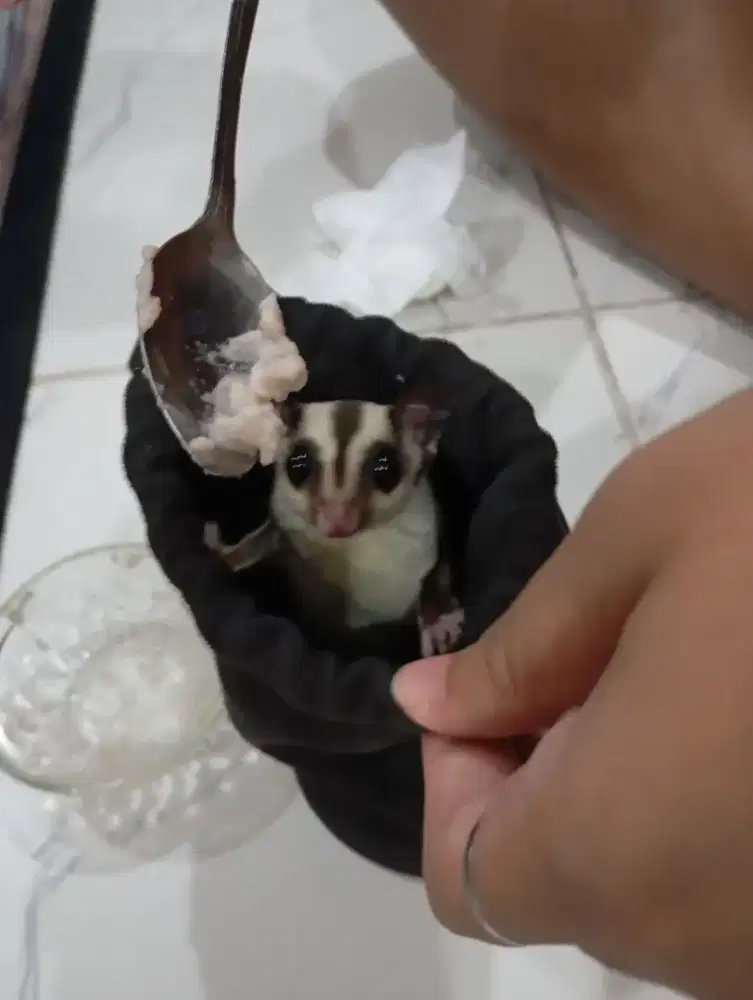 Sugar glider hewan