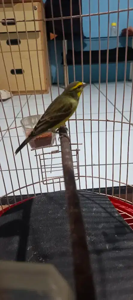 Burung mozambik gacor ngerol