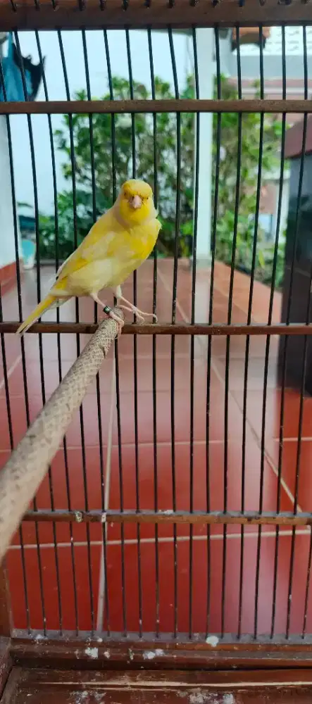 Kenari f2 bodi besar